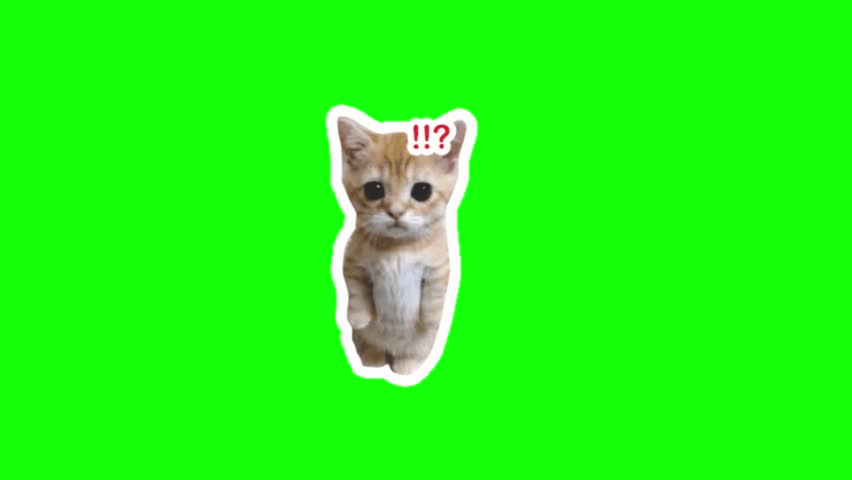 Cat looks surprised. Cat meme; meme animation, funny cat home