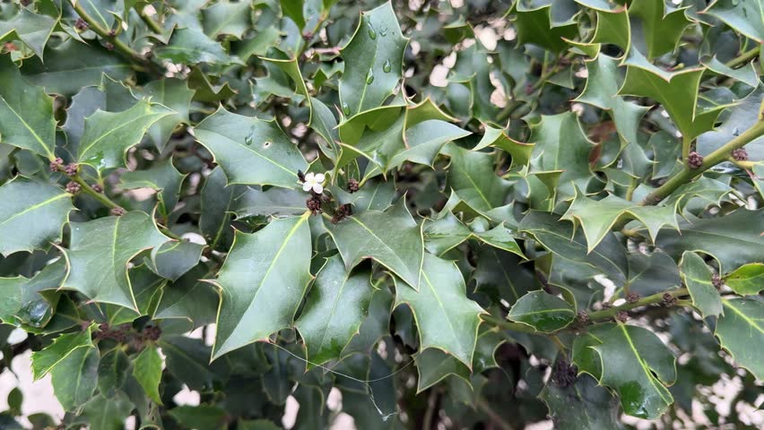 Ilex aquifolium, the holly, English holly, European holly tree.