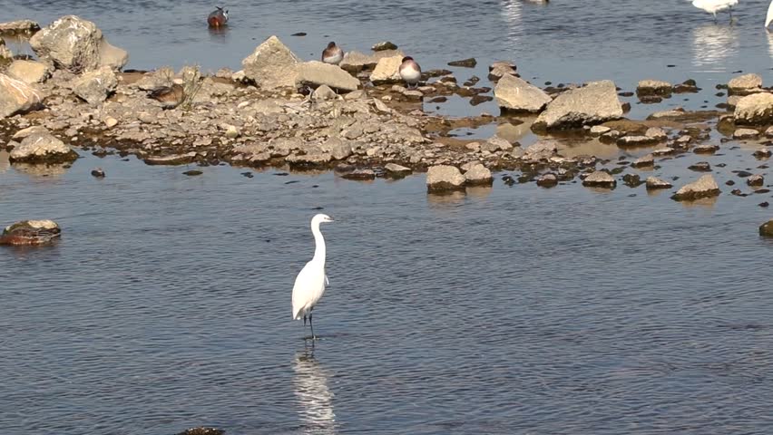 A white egret standing in shallow water