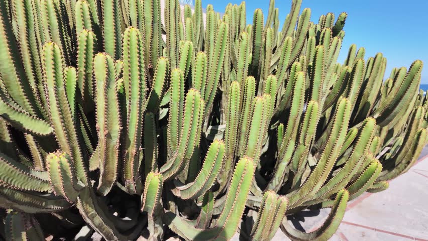 Tilt up to The Alfredo Kraus Auditorium at the western end of Las Canteras Beach in Las Palmas de Gran_Canaria.