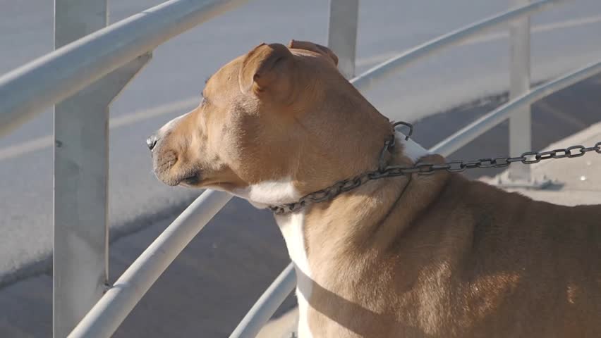Dog eagerly watches the street from a railing on a sunny day