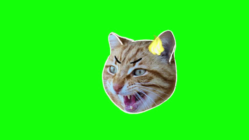 Cat Memes Green Screen, Wet Cat. Green Screen Animation, Cat Meowing, Funny Cat.