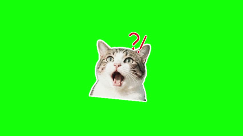 A surprised looking cat. Cat memes; green screen animation, cat meowing, funny cat.