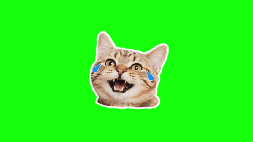 A cat with a happy facial expression, mouth open and two teardrops, expressing happiness or smiling emotions. Green screen animated cat meme, cat emoji, funny cat.