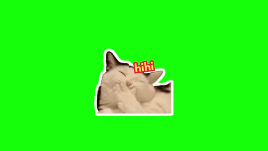 A giggling cat. Green screen animated cat meme, cat emoji, funny cat.
