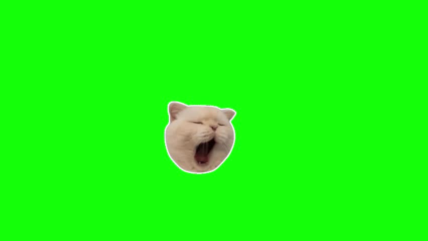 A cat yawning, with a "ZZZ" speech bubble above it, symbolizing sleep. Green screen animated cat meme, cat emoji, funny cat.