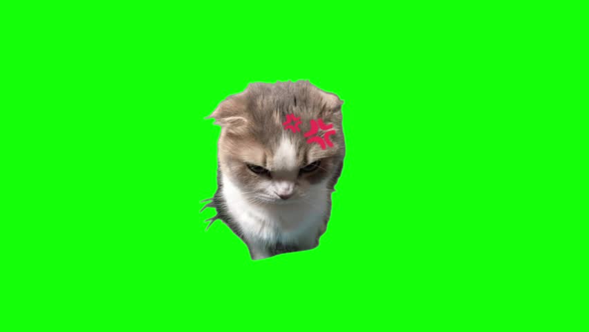 A cat with an angry expression, represented by a red angry emoji above its head. Cat meme; green screen animation, cat emoji, funny cat.