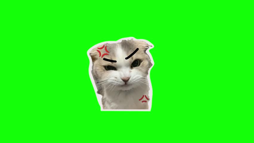 An angry cartoon cat. Cat meme; green screen animation, cat emoji, funny cat.