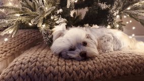 Cute White Dog Resting on Cushion Under Christmas Tree – Cozy Holiday Pet Video - Powered by Shutterstock - Get 15% off with code: PIKWIZARD15