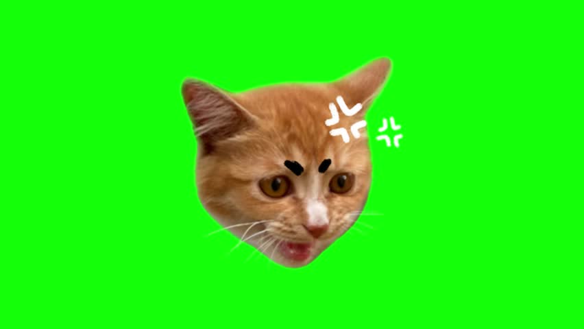 A cat with visual cues to show it is angry or upset. Cat memes; green screen animation, cat meowing, funny cat.