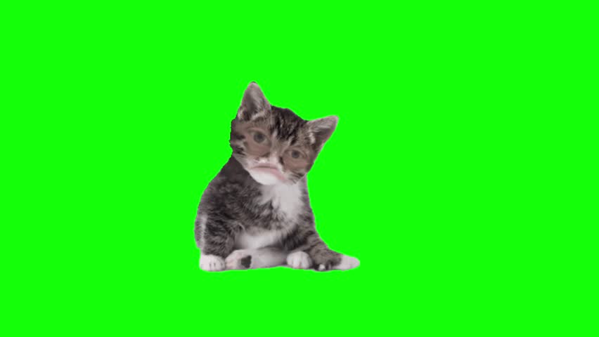 A black cat sitting relaxing. Cat memes; green screen animation, cat meowing, funny cat icon