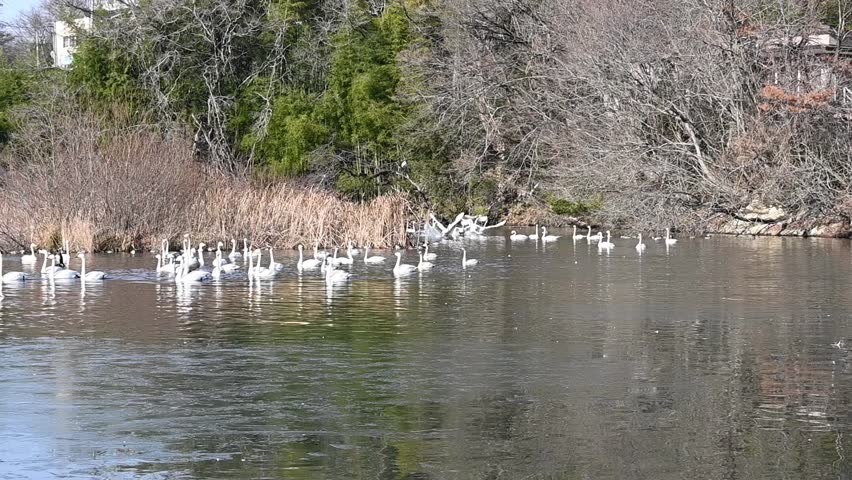 Swans taking off from the lake