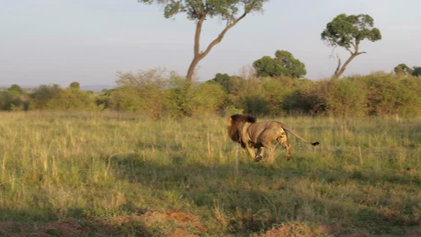 Male lion runs slowly as jackal crosses foreground in Masai Mara