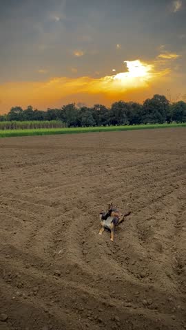 A dog in a flied that is getting ploughed with a tractor and a beautiful view of the open land and sunset in the sky
