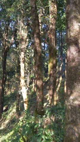 small rain forest in the morning environment mountain scenic view natural beauty.