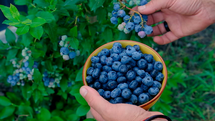 Blueberry harvest in the hands of a farmer. Selective focus.