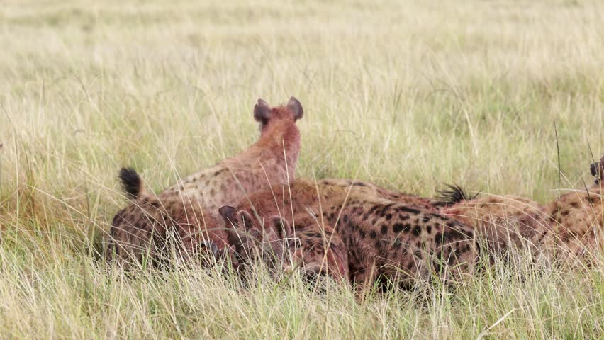 Spotted hyenas feeding on fresh kill in tall Masai Mara grass