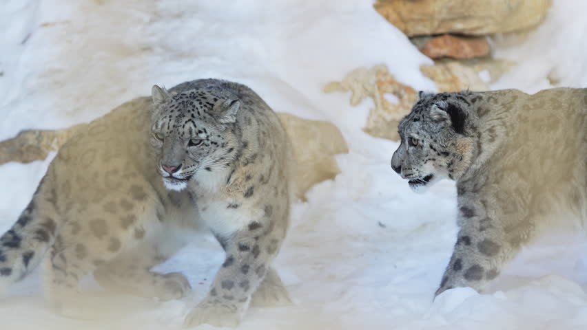 Playful felines chase each other across bright snowy ground near mesh fence. Atmosphere becomes vibrant cold and charmingly untamed.