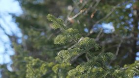 Sunlit evergreen needles sparkle delicately on spruce twig forming gentle patterns. Atmosphere becomes fresh serene and softly natural - Powered by Shutterstock - Get 15% off with code: PIKWIZARD15