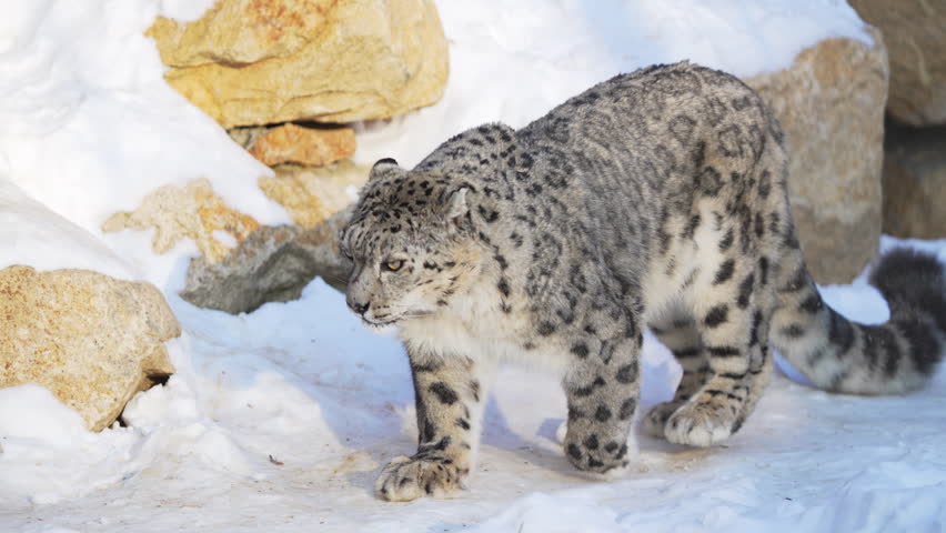 Majestic snow leopard sits on snowy ground licking muzzle before releasing powerful yawn. Scene feels wild cold and beautifully expressive