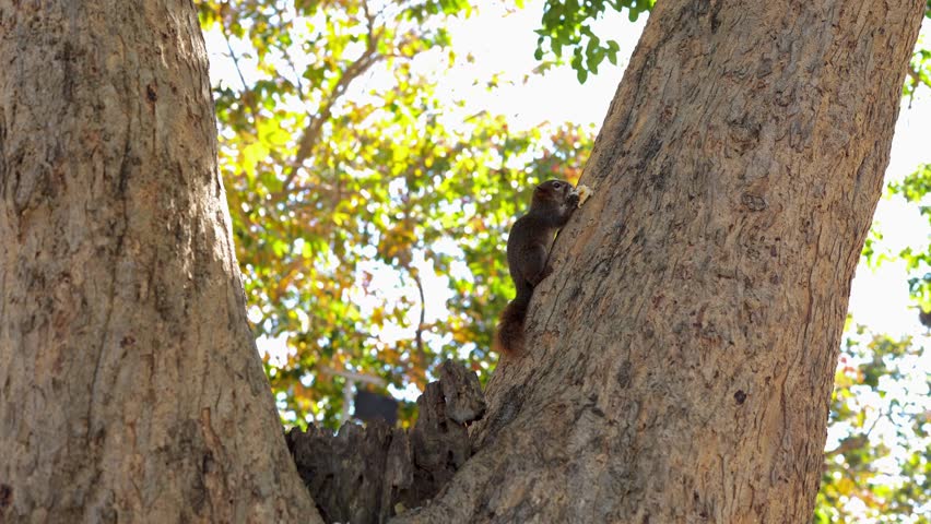 Squirrel Climbing Tree Trunk Amidst Vibrant Green Leaves and Sunlight, Showcasing Agility in Natures Serene Wildlife Atmosphere in Forest Outdoors