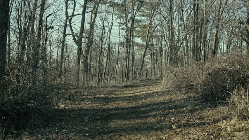 Quiet Forest Path Through Bare Trees in Late Autumn
