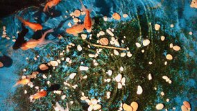 graceful goldfish swimming peacefully in a blue and green pond with white pebbles, a serene nature and pet-themed slow motion clip for relaxation and tranquility - Powered by Shutterstock - Get 15% off with code: PIKWIZARD15