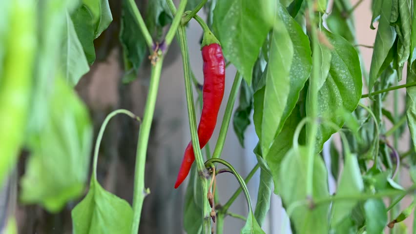Red hot chili peppers ripening in a pot on a balcony garden. Growing shilli peppers in a pot. 