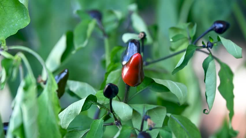 Small hot chili peppers in a pot. Urban gardening and home cultivation of aromatic vegetables.