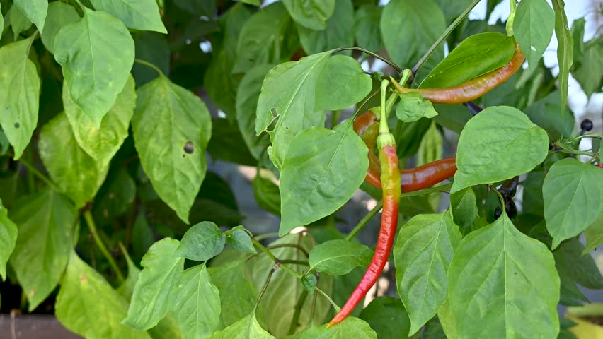 Red hot chili peppers ripening in a pot on a balcony garden. Growing shilli peppers in a pot. 