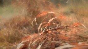 Frost covered dry grass on forest clearing in early winter with incredible bokeh - Powered by Shutterstock - Get 15% off with code: PIKWIZARD15