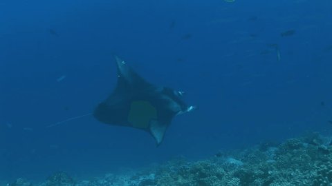Manta ray shot from above
