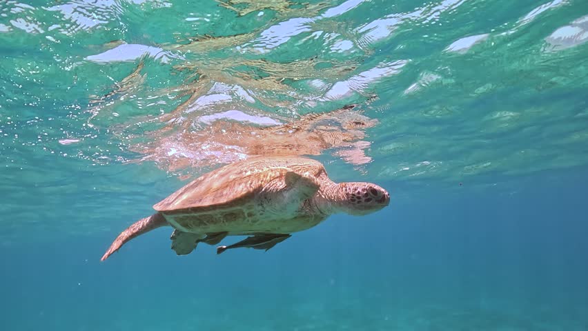 Green sea turtle swimming up to surface to get air, front one flipper limb crippled after bite injury. Turtles can be seen often when snorkelling in Marsa Alam, Egypt