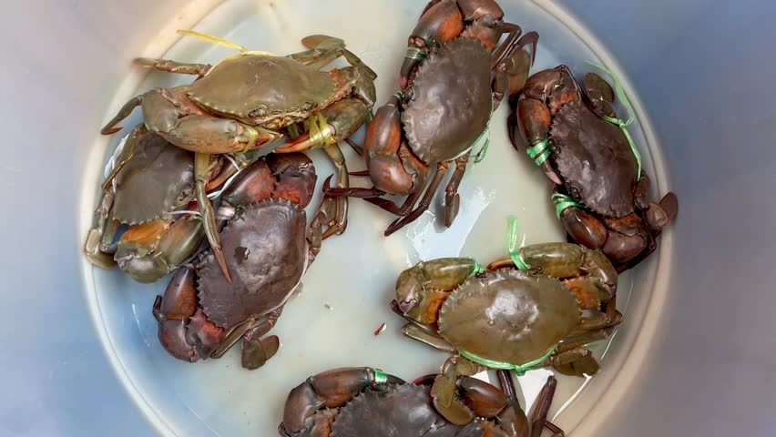 Top view of live crabs ready for cooking at seafood restaurant in Malaysia