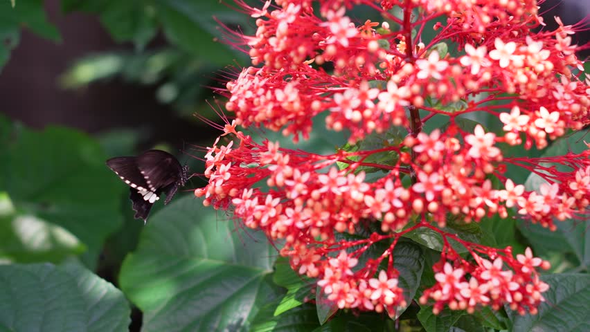 A close-up view of a black butterfly perched on vibrant red pagoda flowers, captured with natural light that highlights the delicate wings and colorful tropical surroundings