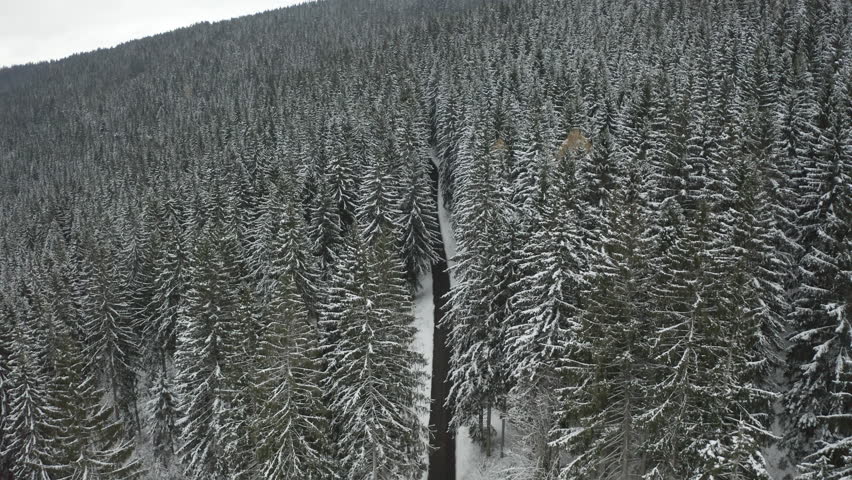Aerial drone descending over a narrow road cutting through a dense snow-covered pine forest in winter. Dark asphalt contrasts with white snowy trees and slopes, forming a cinematic natural corridor