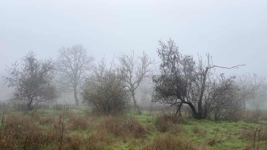 Foggy landscape in an autumn -winter park.