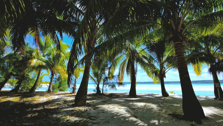 Tropical Beach With Palm Tree Shadows and Clear Blue Water