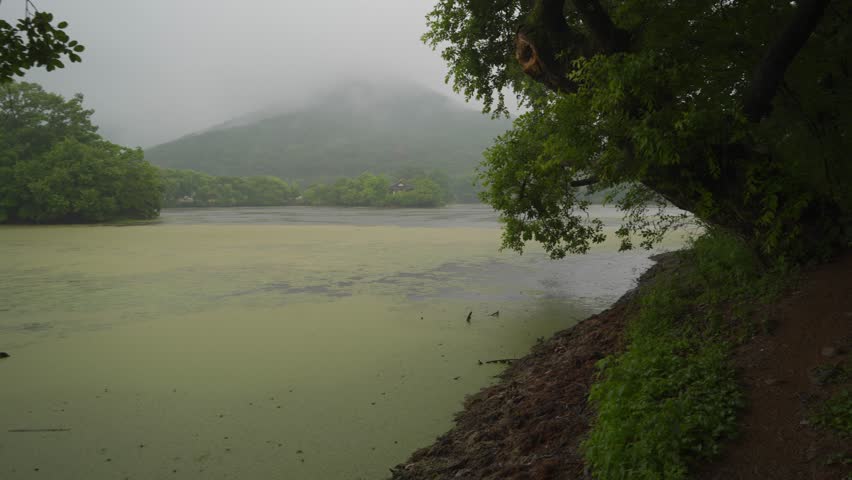 It rains on a quiet pond covered with greenery.