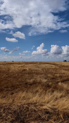 A vertical shot of a golden dry grass field stretching beneath a bright sky filled with fluffy white clouds, evoking rural peace and open freedom
