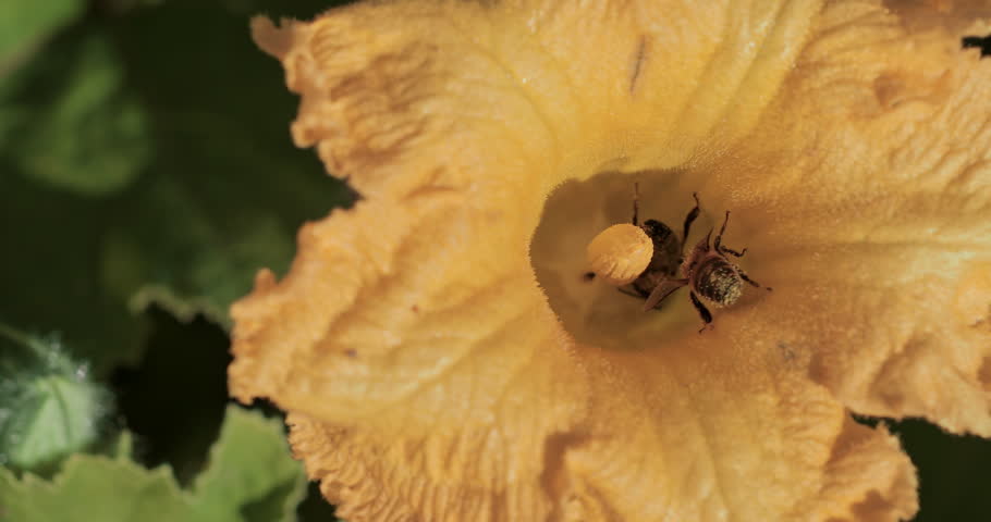 Bees pollinate the flower. Close-up of a common pumpkin flower with two bees pollinating the pistil and stamens. Ideal for eco-farming, organic, pollination, and sustainable agriculture content. 
