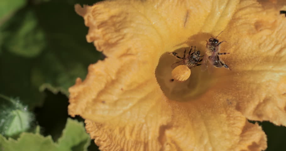 Bees pollinate the flower. Close-up of a common pumpkin flower with two bees pollinating the pistil and stamens. Ideal for eco-farming, organic, pollination, and sustainable agriculture content. 