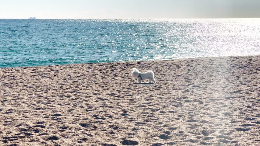 Cute Small Dog Walking on Beach Near Ocean with Sun Reflections – Sunny Day in Paradise
