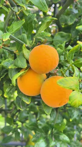 Poncirus trifoliata fruits, showcasing beauty in a sunny autumn garden scene. Hardy Orange A Velvety, Cold-Climate Citrus, vertical video