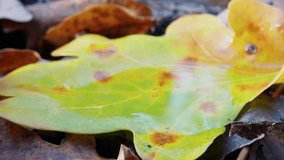 yellow leaf on damp ground closeup, water droplet glistening, autumn brown leaves surrounding, macro veins and texture, serene mood suitable for botanist inspection and nature backgrounds - Powered by Shutterstock - Get 15% off with code: PIKWIZARD15
