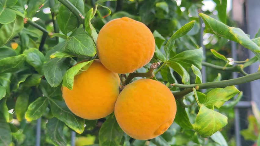 Poncirus trifoliata fruits on blue sky background, showcasing beauty in a sunny autumn garden scene. Hardy Orange A Velvety, Cold-Climate Citrus, close up