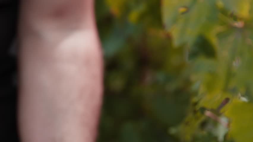 A close-up view of fresh Vitis vinifera grape clusters resting in a harvester's hands during vineyard harvest season under warm natural light