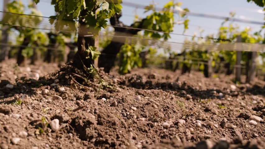 A close-up view of dry vineyard soil scattered with stones and young vine bases, highlighting the rugged terrain essential for grape cultivation