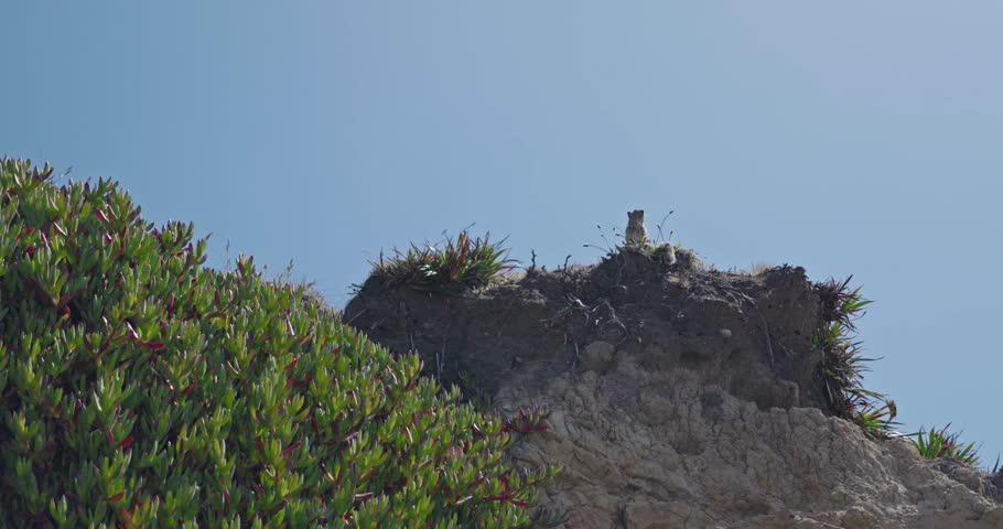 A curious ground squirrel (Otospermophilus beecheyi) perched on a rocky cliff edge under clear blue sky, captured in natural daylight and sharp focus