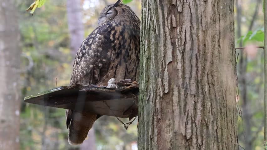 A Eurasian eagle-owl (Bubo bubo) perched on a wooden platform attached to a forest tree in soft natural daylight